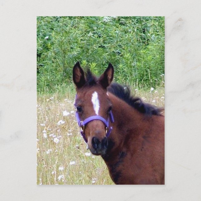 Carte Postale idiot1 (Devant)