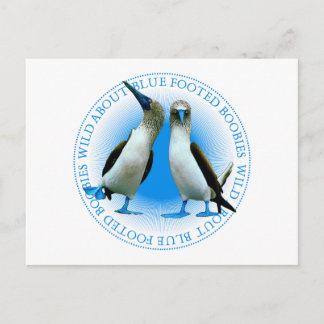 Carte Postale Idiots aux pieds bleus des îles de Galapagos