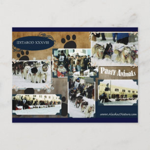 Carte Postale Iditarod  Postcard