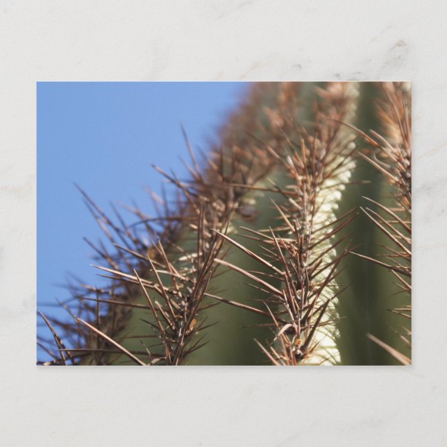 Carte postale IDKP Thorny cactus (Devant)