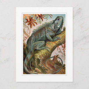 Carte Postale Iguana