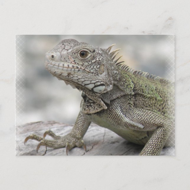 Carte postale Iguana (Devant)