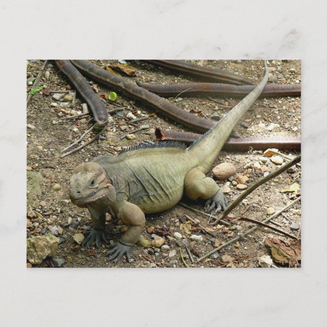 Carte Postale Iguana (Devant)