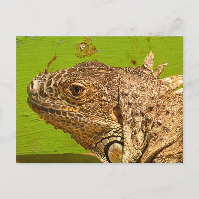 CARTE POSTALE IGUANA (Devant)