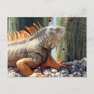 Carte postale Iguana