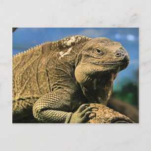 Carte postale Iguana
