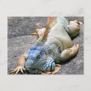 Carte Postale Iguana bleu