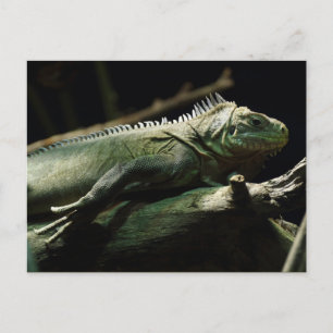 Carte Postale Iguana délicatissima