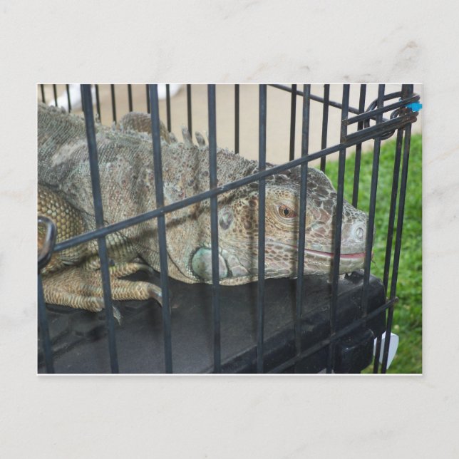 Carte Postale Iguana en cage (Devant)