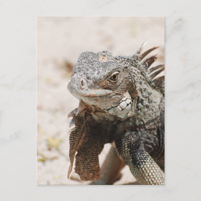Carte Postale Iguana gris (Devant)