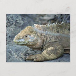 Carte Postale Iguana, îles Galapagos