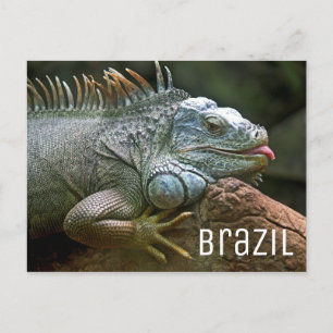 Carte Postale Iguana Lizard Brésil