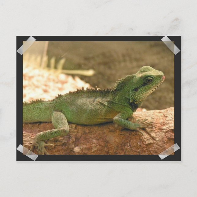 Carte postale Iguana Photos (Devant)