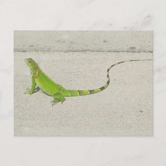 Carte Postale Iguana sauvage (Devant)