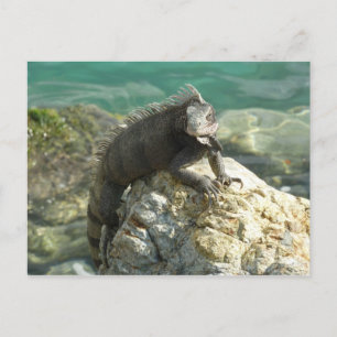 Carte Postale Iguana sur les rochers à St. Thomas