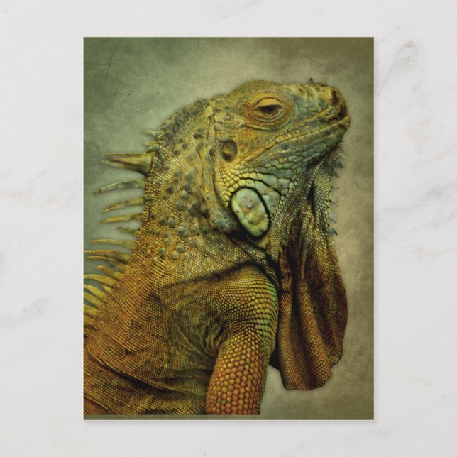 Carte Postale Iguana verte (Devant)
