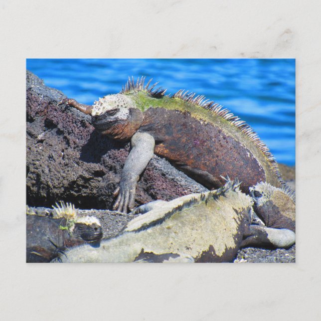 Carte Postale iguane marin des Galapagos (Devant)