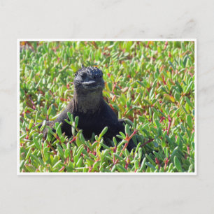 Carte Postale iguane marin des Galapagos