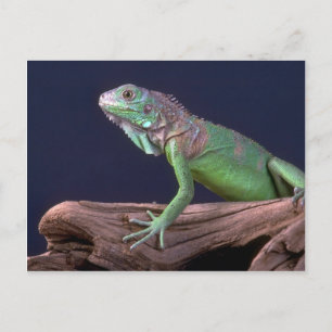 Carte Postale iguane vert
