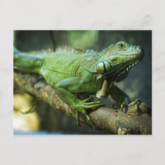 Carte Postale Iguane vert
