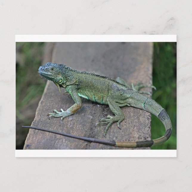 Carte Postale iguane vert (Devant)