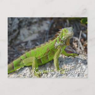 Carte Postale iguane vert dans Key West Florida