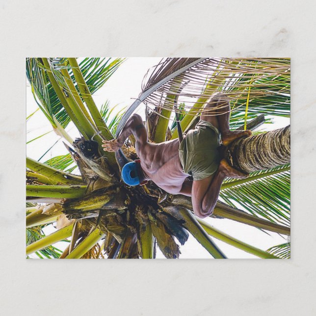 Carte Postale Il est temps de nettoyer les noix de coco (Devant)