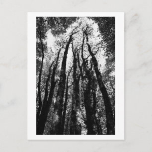 Carte Postale Il était une fois dans les bois