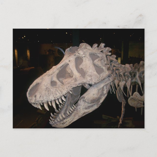 Carte Postale Il va vous manger ! ! ! (Devant)