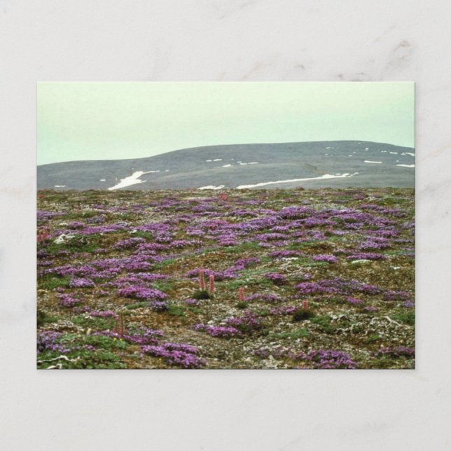 Carte Postale Île St. Matthew, Oxytrope noir (ou pourpre) (Devant)