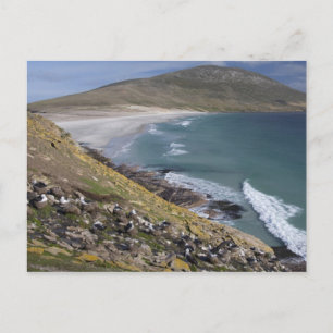 Carte Postale Îles Falkland, Malouines occidentales, Saunders