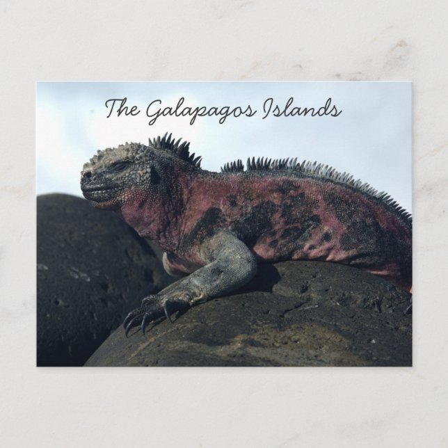 Carte Postale Îles Galapagos Iguana Noire (Devant)