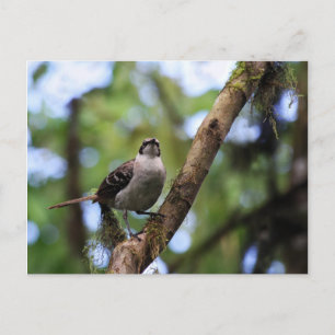 Carte Postale Îles Galapagos Mockingbird, Equateur
