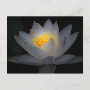 Carte Postale illumination