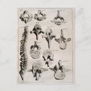 Carte Postale Illustration antique de la colonne vertébrale
