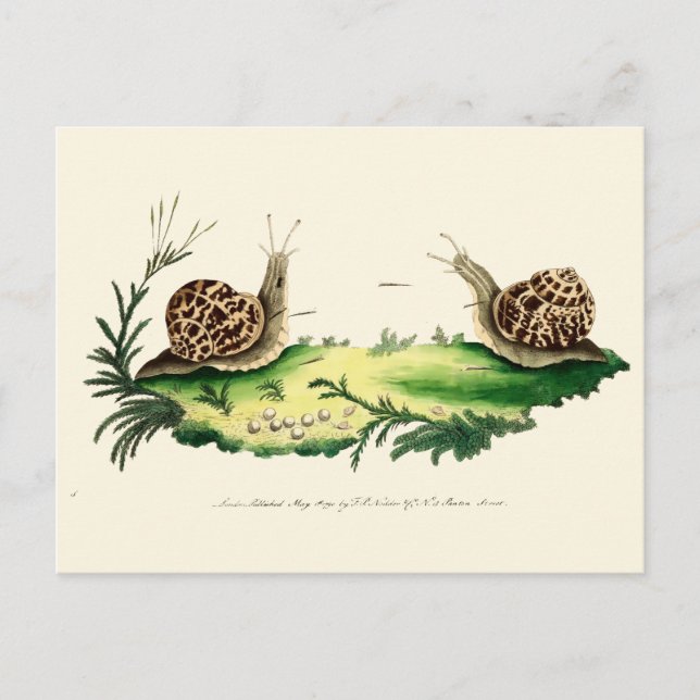 Carte Postale Illustration antique des escargots de jardin (Devant)