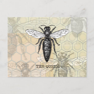 Carte Postale Illustration Antique d'Insecte de Bourdon Reine Ab