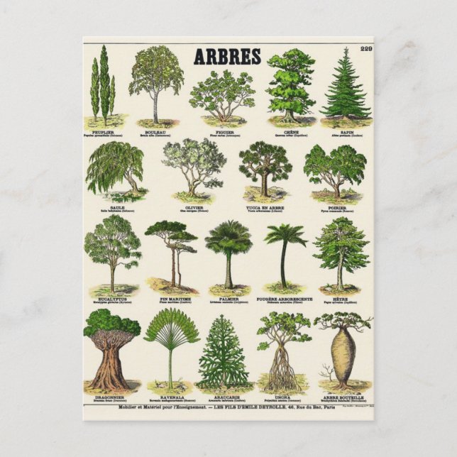 Carte Postale Illustration arbres (Devant)