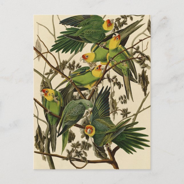 Carte Postale Illustration Audubon Carolina Parrot Bird (Devant)