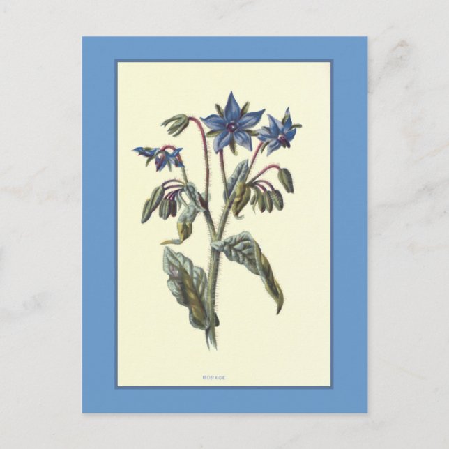 Carte Postale Illustration botanique "Borage" (Devant)