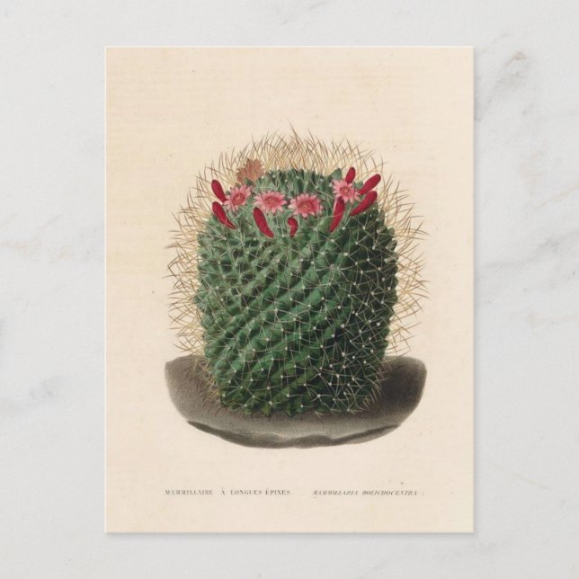 Carte Postale Illustration botanique de Cactus de 1841 (Devant)