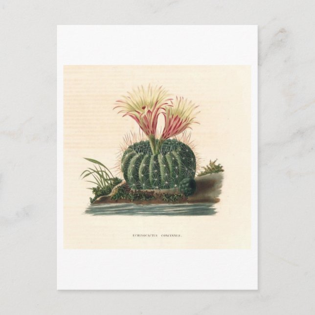 Carte Postale Illustration botanique de Cactus de 1841 (Devant)