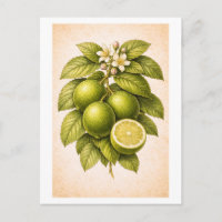 Illustration botanique de citron vert de style vin