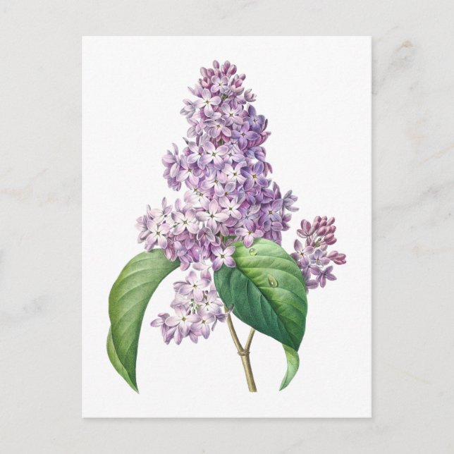 Carte Postale Illustration botanique de fleurs de lilas par Redo (Devant)