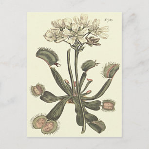 Carte Postale Illustration botanique de la Dionee attrape-mouche