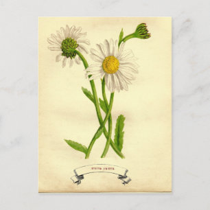 Carte Postale Illustration botanique de la marguerite vintage