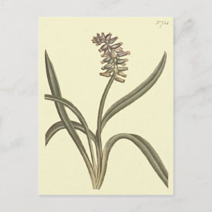 Carte Postale Illustration botanique de la muscade de la jacinth