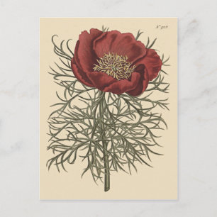 Carte Postale Illustration botanique de la pivoine à feuilles fi