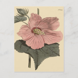 Carte Postale Illustration botanique de l'hibiscus du marais