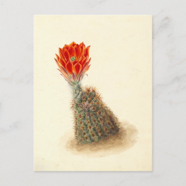 Carte Postale Illustration botanique de Lloyd's Strawberry Cactu (Devant)